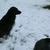 The dogs love the snow!